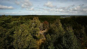 В Калининградской области на 21 день запретили посещать леса 