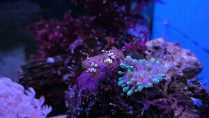 Мирная и неагрессивная: аквариум Музея Мирового океана пополнился «танцующей креветкой» (видео)  