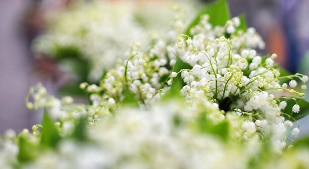 Запуск фонтанов и начало летнего сезона: в трёх парках Калининграда отметят День весны и труда