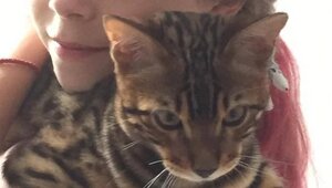 «Без Лео наш дом опустел»: в Калининграде породистого кота украли прямо под камерой видеонаблюдения (фото)  