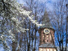 Фото дня: цветущие деревья на острове Канта в Калининграде 