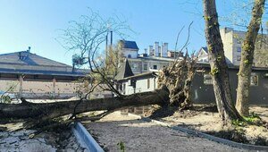 «Грубо делают дорогу, корни рубят понемногу»: музыкальный дайджест калининградских новостей за неделю (видео) 