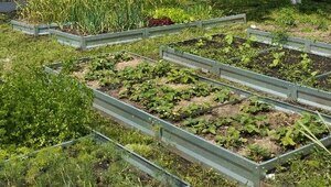 Эксперт объяснил, как правильно подготовить и высадить рассаду в теплицу и открытый грунт