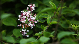 Не помощь дереву, а ущерб экологии: за сорванную ветку сирени россияне могут получить 15 суток