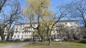 Магнолию у драмтеатра в Калининграде изуродовали без разрешения, виновных будет искать полиция 