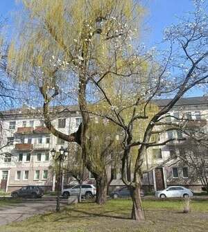 Магнолию у драмтеатра в Калининграде изуродовали без разрешения, виновных будет искать полиция 