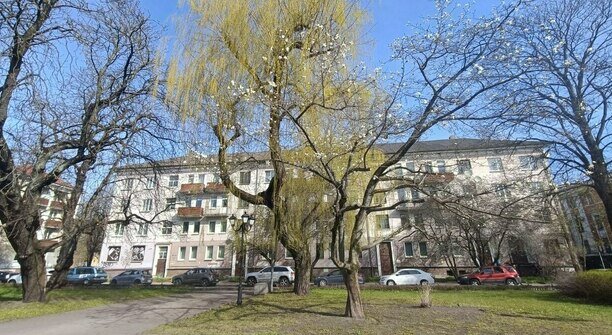 Магнолию у драмтеатра в Калининграде изуродовали без разрешения, виновных будет искать полиция 