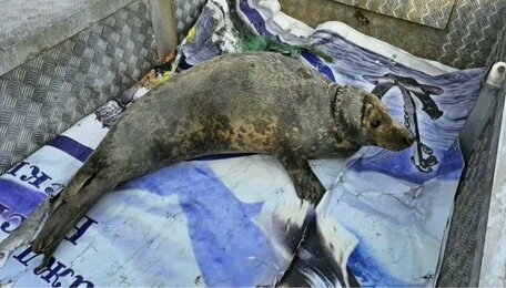 Возле Балтийской косы спасатели помогли тюленю, запутавшемуся в рыболовной сети (фото, видео)