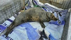 Возле Балтийской косы спасатели помогли тюленю, запутавшемуся в рыболовной сети (фото, видео)
