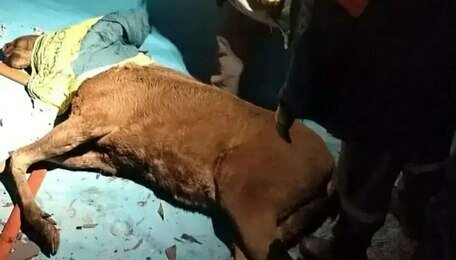 В Калининграде спасатели вытащили лося, провалившегося в пустой бассейн (фото, видео)