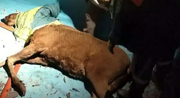 В Калининграде спасатели вытащили лося, провалившегося в пустой бассейн (фото, видео)