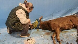 Опасное животное с острыми копытами: в Калининградском зоопарке рассказали, как спасали упавшего в бассейн лося (видео)