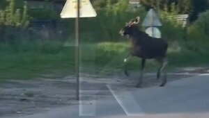 В районе Московского проспекта бегает лось (видео)
