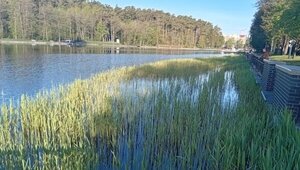 Озеро Тихое зарастает тростником: житель Светлогорска предложил заселить его белым амуром и толстолобиком (фото)  