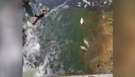 На Нижнем озере в Калининграде рыба выбрасывается из воды (видео)