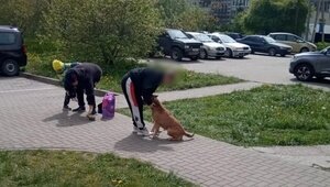 «Я отбивала сына утюгом»: в Чкаловске нашлись новые жертвы стаффорда и его беспечных владельцев