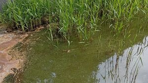 Зарыбить озеро Тихое можно, но по плану: Росрыболовство ответило светлогорскому активисту