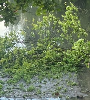 Жемчужина Моспроспекта невозможно воняет: калининградцы недовольны состоянием Ялтинского пруда (фото) 