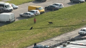 Продолжают выгуливать без поводка: владелица погибшего шпица вновь пожаловалась на хозяев ротвейлеров  